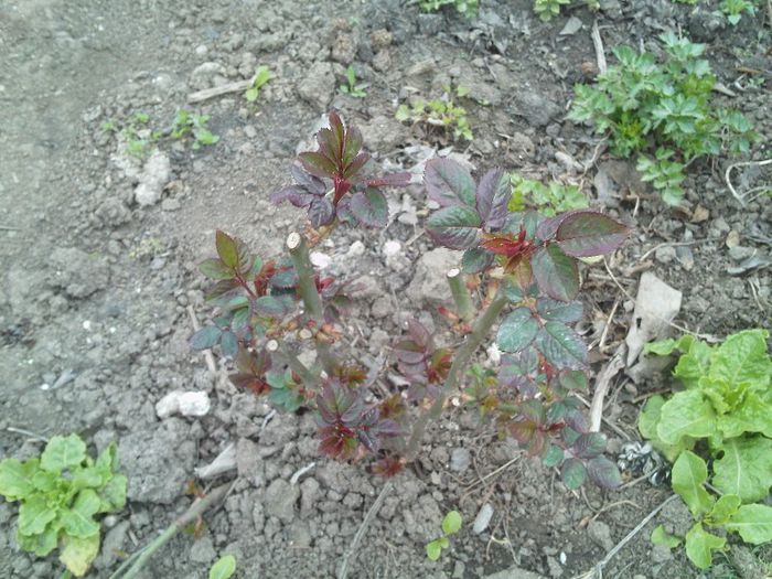 IMG217 - flori  2013