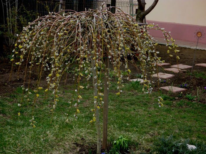 salix 1 - Arbusti