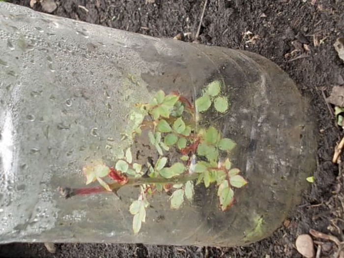 asa aratau in 11 april