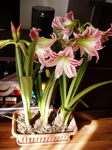 P1010038 - FLORI 2013