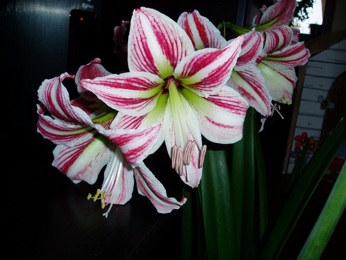 P1010034 - FLORI 2013
