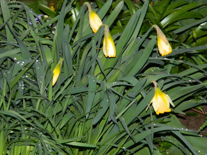 DSCN6566