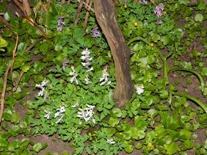 DSCN6573