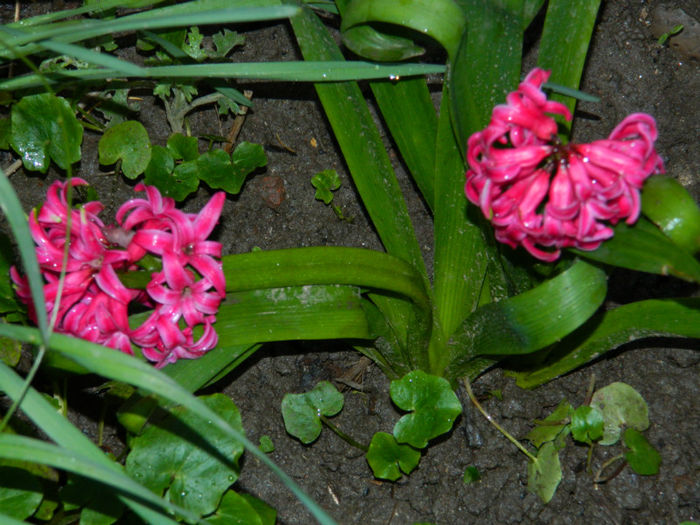 DSCN6581