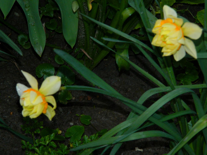 DSCN6588