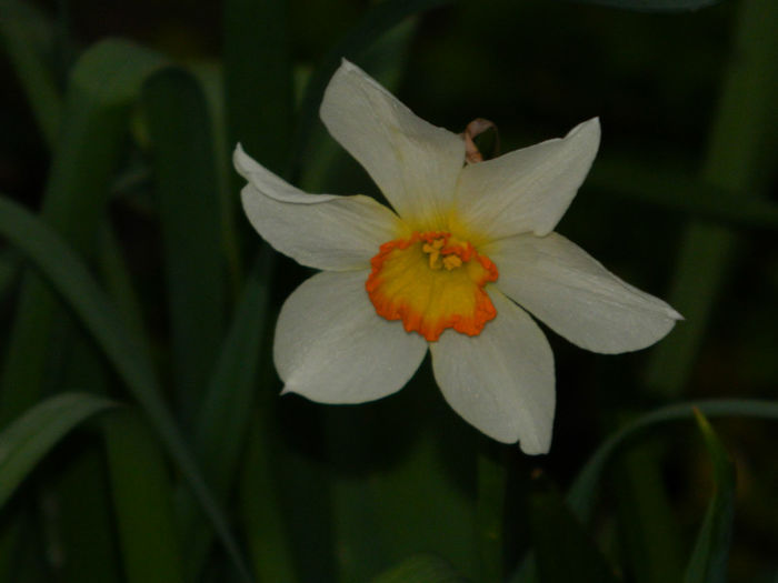 DSCN6600