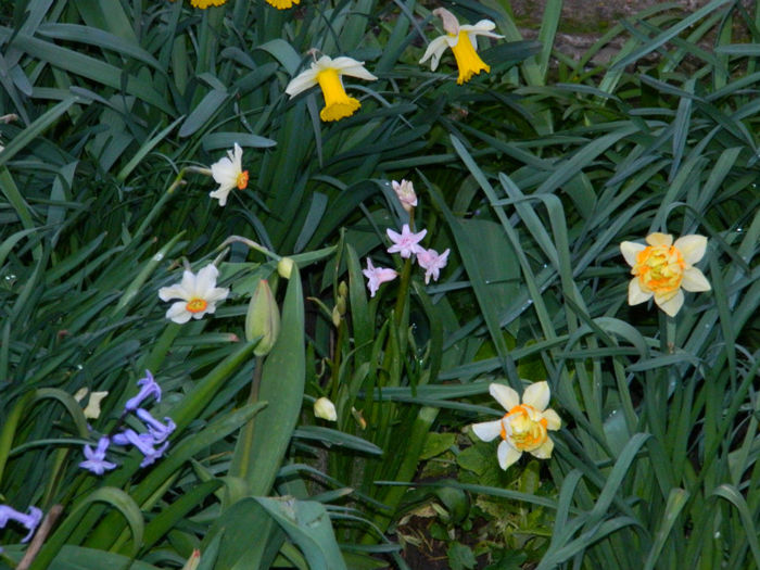 DSCN6604 - APRILIE 2013