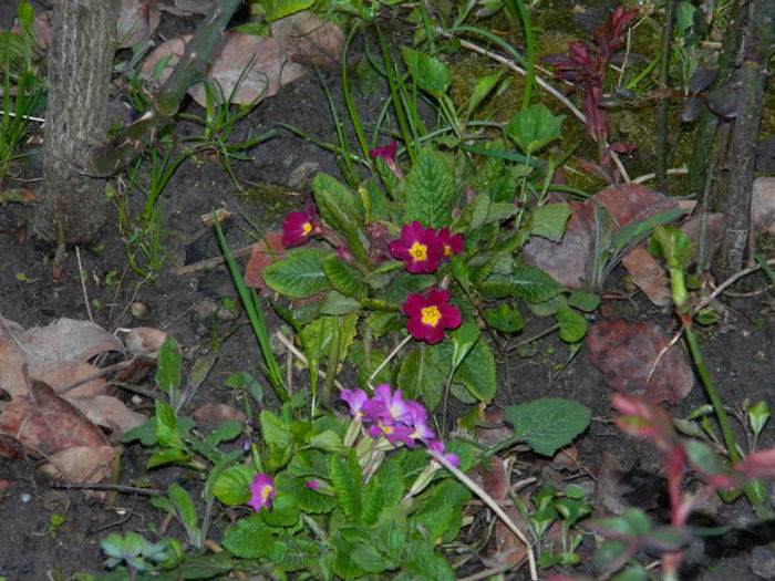 DSCN6607