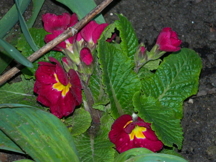 DSCN6610