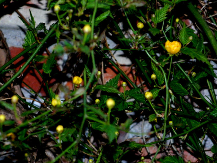 DSCN6613