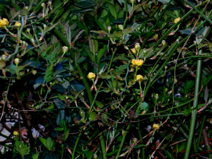 DSCN6615 - APRILIE 2013