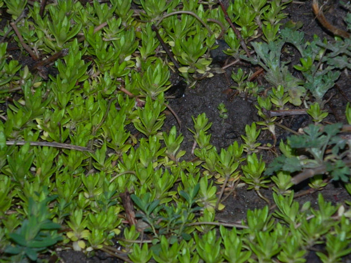 DSCN6617 - APRILIE 2013