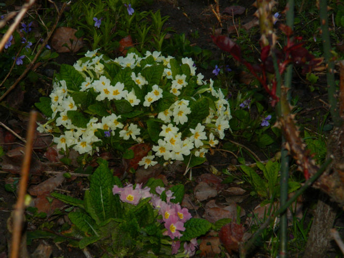 DSCN6618 - APRILIE 2013