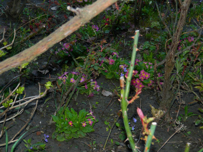 DSCN6621 - APRILIE 2013