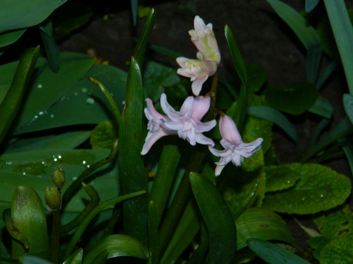 DSCN6623 - APRILIE 2013