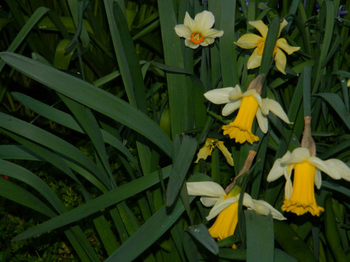 DSCN6626 - APRILIE 2013