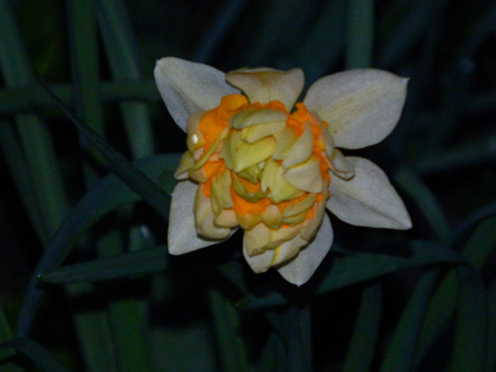 DSCN6627 - APRILIE 2013