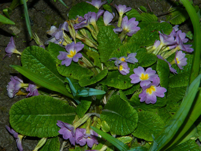 DSCN6628 - APRILIE 2013