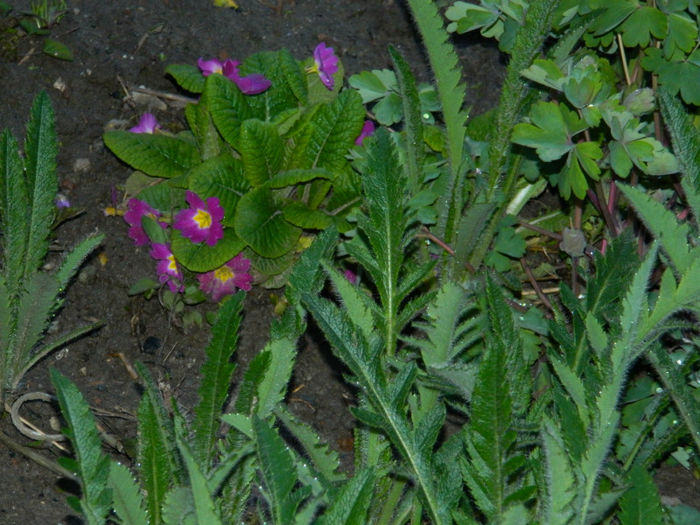 DSCN6629 - APRILIE 2013