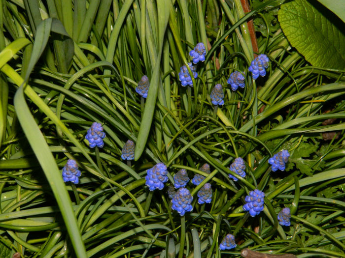 DSCN6634 - APRILIE 2013
