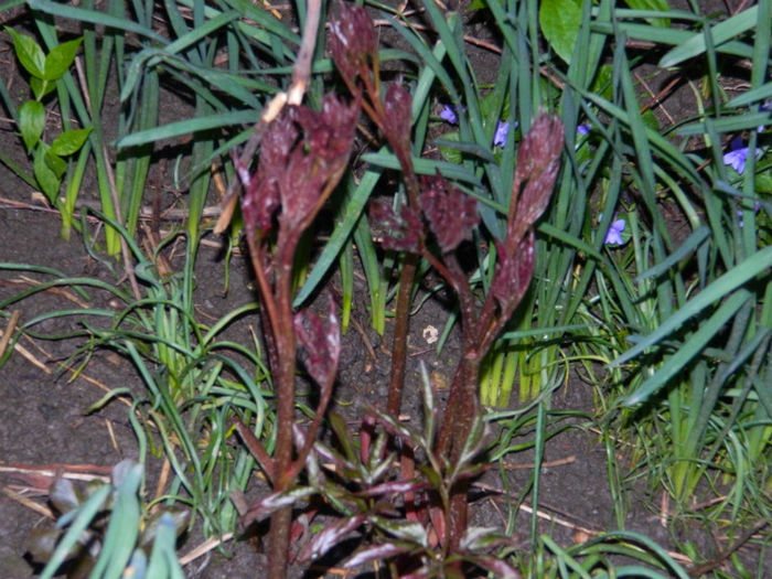 DSCN6636 - APRILIE 2013