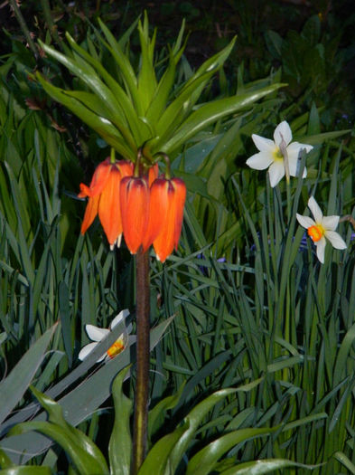 DSCN6638 - APRILIE 2013