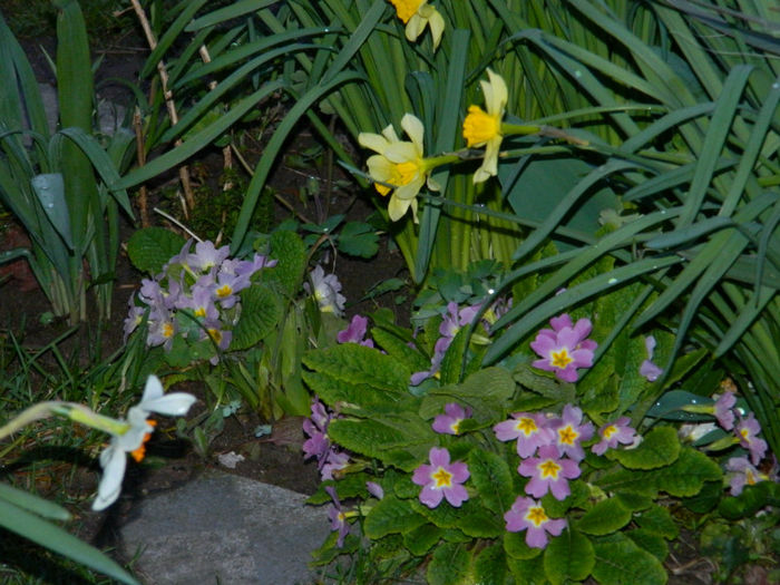 DSCN6640 - APRILIE 2013