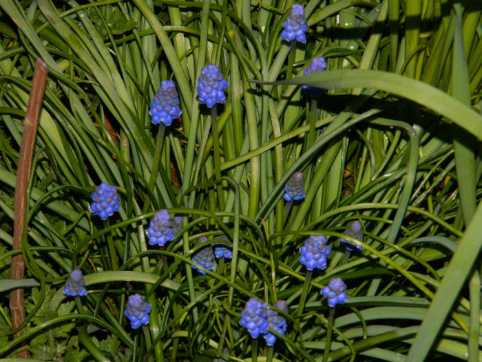 DSCN6643 - APRILIE 2013
