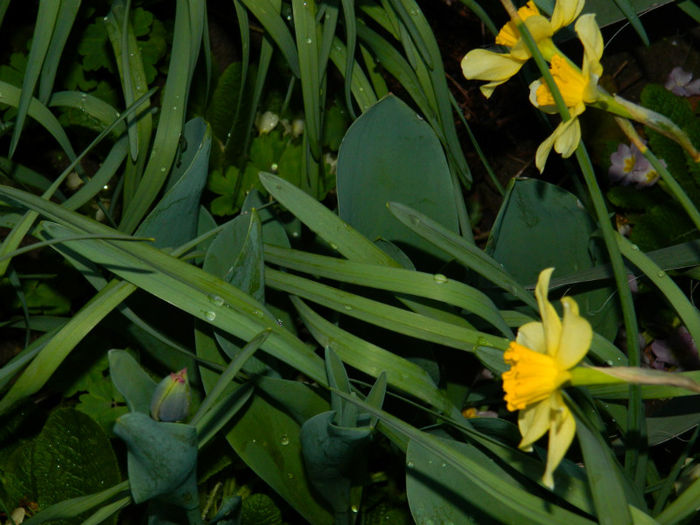DSCN6645 - APRILIE 2013