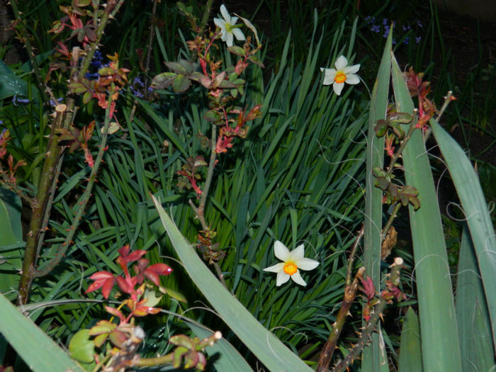 DSCN6646 - APRILIE 2013