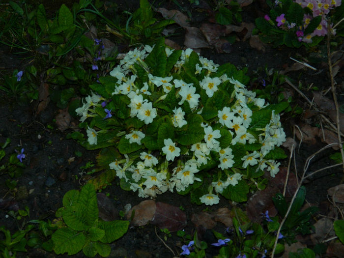 DSCN6648 - APRILIE 2013