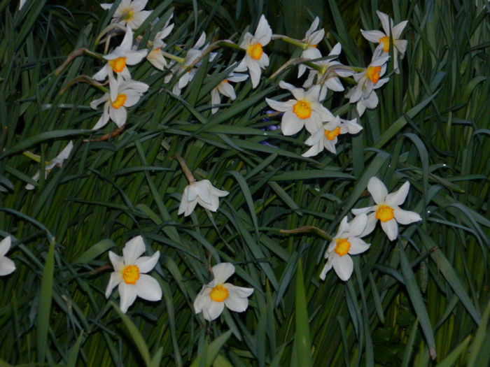DSCN6650 - APRILIE 2013