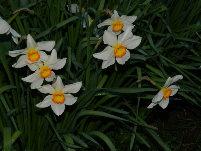 DSCN6651 - APRILIE 2013