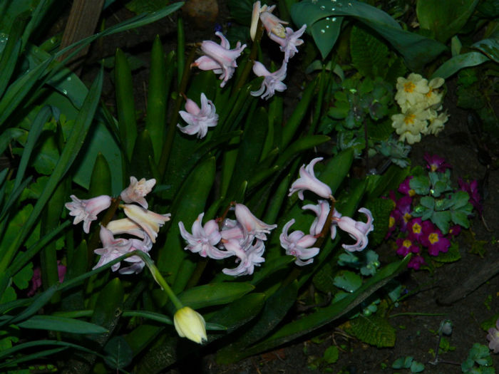 DSCN6654 - APRILIE 2013