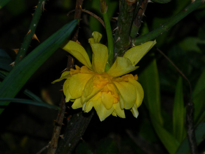DSCN6658 - APRILIE 2013