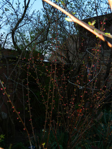 DSCN6659 - APRILIE 2013