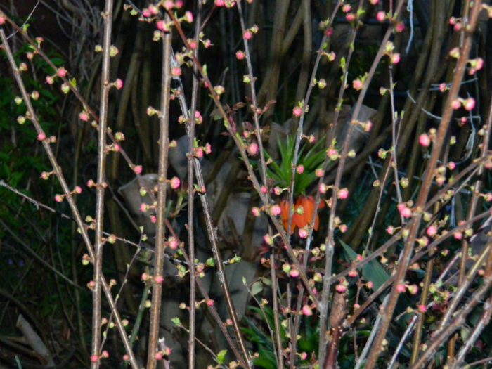 DSCN6661 - APRILIE 2013