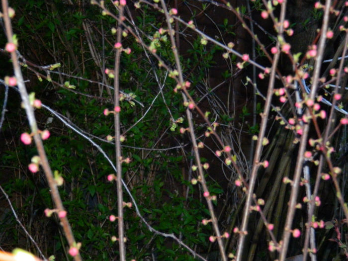 DSCN6662 - APRILIE 2013