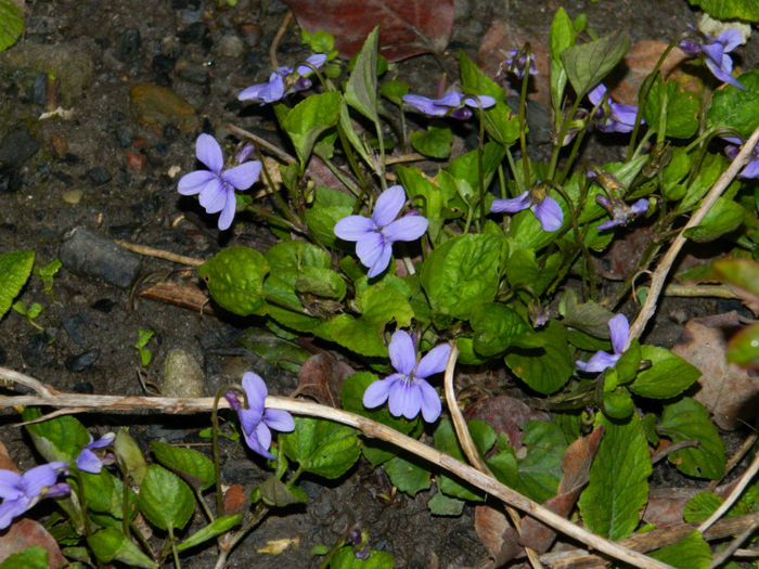 DSCN6666 - APRILIE 2013