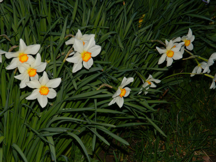 DSCN6671 - APRILIE 2013