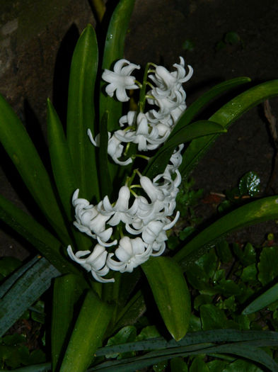 DSCN6693