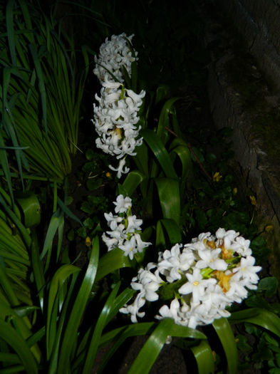 DSCN6698