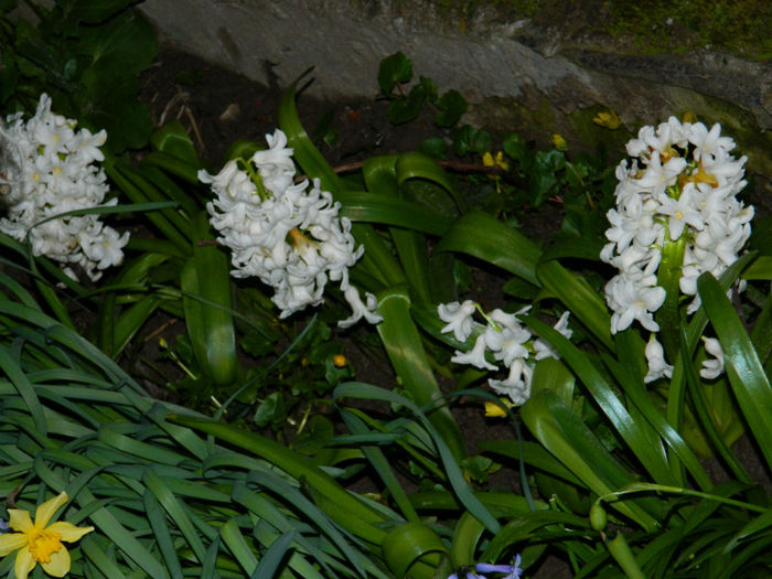 DSCN6701