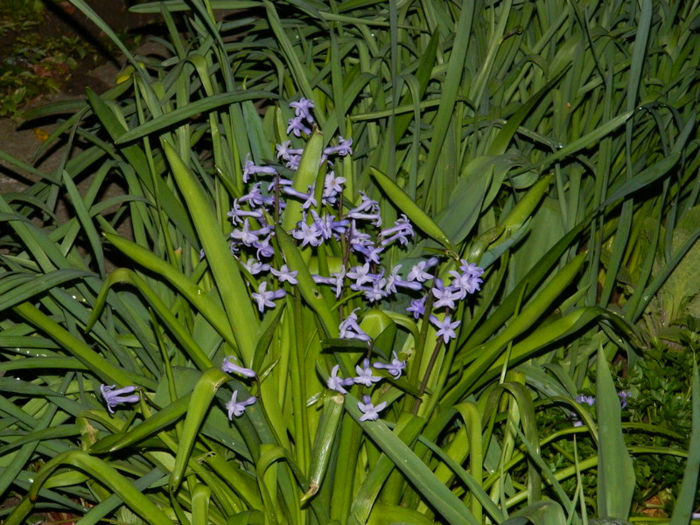 DSCN6708