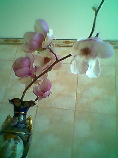 Fotogr.0347 - Magnolie