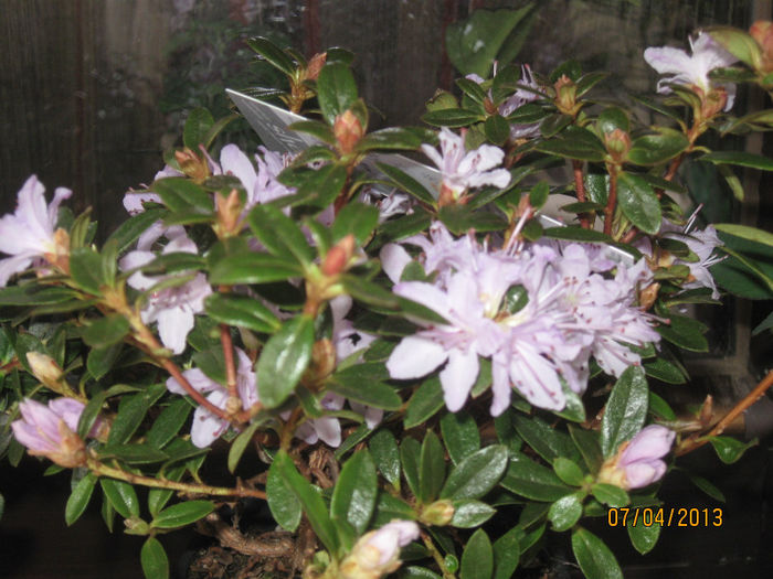 Rhododendron lila - Florile mele 2013