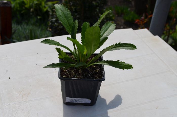 leucanthemum maximum''banana cream'' - Coletul plant-shop