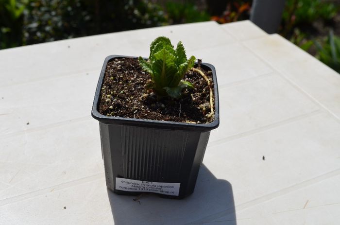 primula japonica Miller's Crimson - Coletul plant-shop