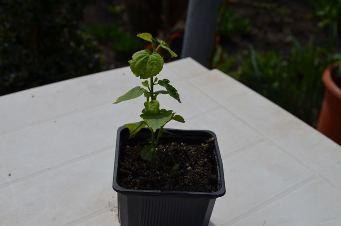 hibiscus moscheutos Luna White