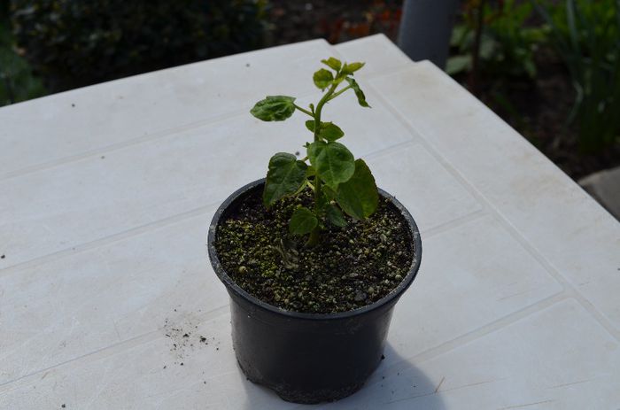 hibiscus moscheutos Luna Red - Coletul plant-shop